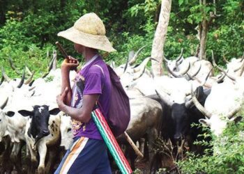 FACT CHECK: Were cows, plots of land donated to Obi’s campaign by herder? 93 FACT CHECK: Were cows, plots of land donated to Obi’s campaign by herder?