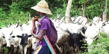 FACT CHECK: Were cows, plots of land donated to Obi’s campaign by herder?