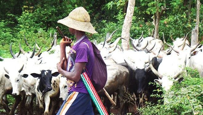 FACT CHECK: Were cows, plots of land donated to Obi’s campaign by herder?