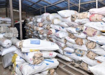 NDLEA destroys 317 tons of cannabis in Edo forest, arrests four 96 NDLEA destroys 317 tons of cannabis in Edo forest, arrests four