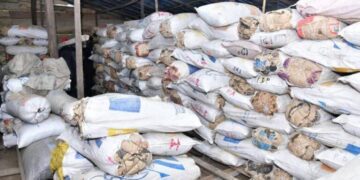 NDLEA destroys 317 tons of cannabis in Edo forest, arrests four