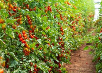 FG: Tomato ‘Ebola’ ravaging farms in Kano, Kaduna, Katsina, Gombe