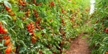 FG: Tomato ‘Ebola’ ravaging farms in Kano, Kaduna, Katsina, Gombe