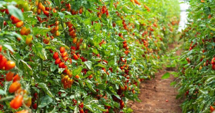 FG: Tomato ‘Ebola’ ravaging farms in Kano, Kaduna, Katsina, Gombe