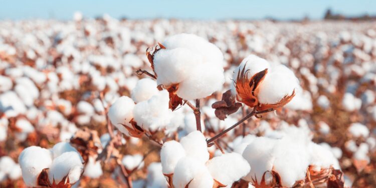 Cotton industry suffers low patronage, in limbo 92 Facts-About-Cotton