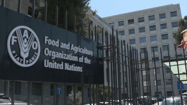FAO Report: Global food prices fell marginally in August 2024