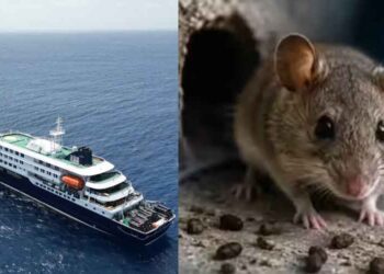 WHO warns countries to prepare for more hantavirus cases as cruise ship outbreak spreads 96 WHO warns countries to prepare for more hantavirus cases as cruise ship outbreak spreads