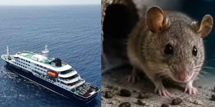 WHO warns countries to prepare for more hantavirus cases as cruise ship outbreak spreads 95 WHO warns countries to prepare for more hantavirus cases as cruise ship outbreak spreads