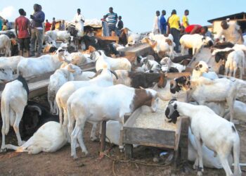 FG declares Wednesday, Thursday public holidays for Eid-el-Kabir 96 FG declares Wednesday, Thursday public holidays for Eid-el-Kabir