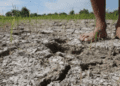 Strong El Nino could bring harsher droughts, floods, heatwaves as climate change worsens impact