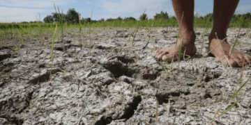 Strong El Nino could bring harsher droughts, floods, heatwaves as climate change worsens impact