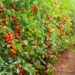 FG: Tomato ‘Ebola’ ravaging farms in Kano, Kaduna, Katsina, Gombe