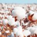 Cotton industry suffers low patronage, in limbo 97 Facts-About-Cotton