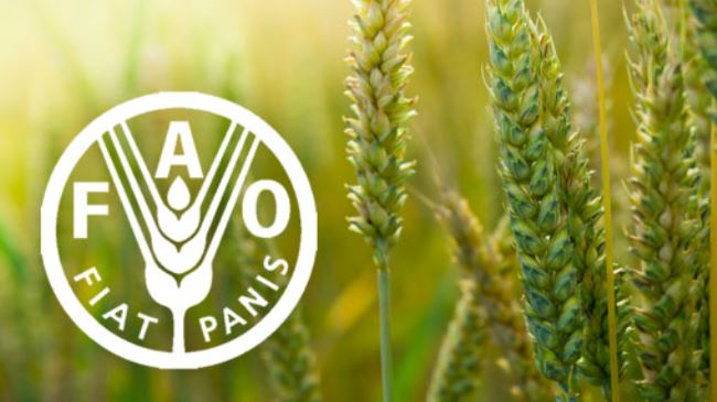 FAO Report: Global food prices fell marginally in August 2024 92 FAO Report: Global food prices fell marginally in August 2024