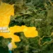 Kebbi Government says schools in bandit-affected communities to remain closed