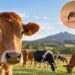 France records first human case of livestock virus Shamonda as patient dies 2 France records first human case of livestock virus Shamonda as patient dies